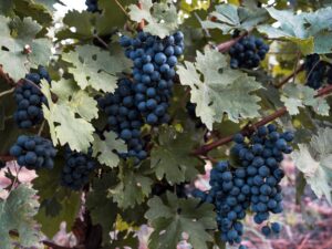 Cab Franc Grapes on the vine